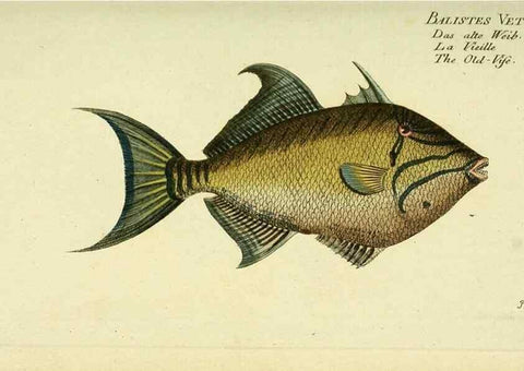 Reproducción/Reproduction 49825977221: D. Marcus Elieser Bloch's, ausübenden Arztes zu Berlin ... Oeconomische Naturgeschichte der Fische Deutschlands .... Berlin :Auf Kosten des Verfassers und in Commission bei dem Buchhändler Hr. Hesse,1782-1795.. 