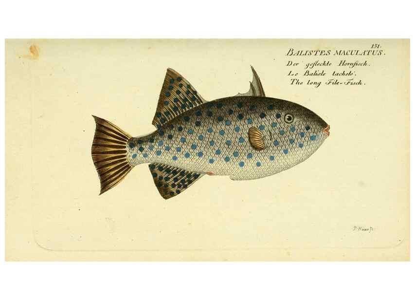 Reproducción/Reproduction 49826295052: D. Marcus Elieser Bloch's, ausübenden Arztes zu Berlin ... Oeconomische Naturgeschichte der Fische Deutschlands .... Berlin :Auf Kosten des Verfassers und in Commission bei dem Buchhändler Hr. Hesse,1782-1795.. 