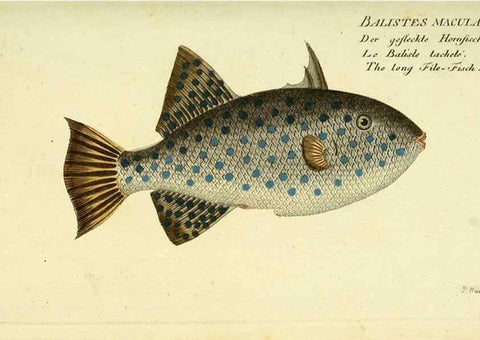 Reproducción/Reproduction 49826295052: D. Marcus Elieser Bloch's, ausübenden Arztes zu Berlin ... Oeconomische Naturgeschichte der Fische Deutschlands .... Berlin :Auf Kosten des Verfassers und in Commission bei dem Buchhändler Hr. Hesse,1782-1795.. 
