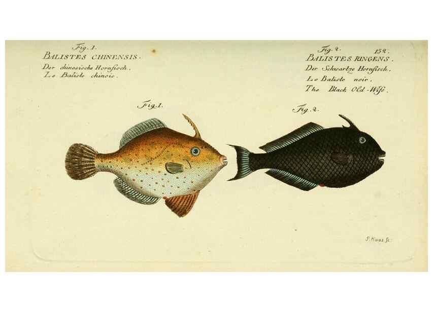 Reproducción/Reproduction 49825977916: D. Marcus Elieser Bloch's, ausübenden Arztes zu Berlin ... Oeconomische Naturgeschichte der Fische Deutschlands .... Berlin :Auf Kosten des Verfassers und in Commission bei dem Buchhändler Hr. Hesse,1782-1795.. 