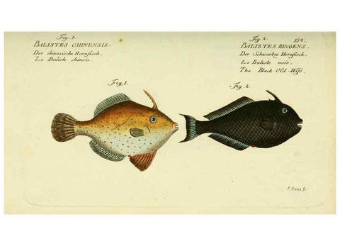 Reproducción/Reproduction 49825977916: D. Marcus Elieser Bloch's, ausübenden Arztes zu Berlin ... Oeconomische Naturgeschichte der Fische Deutschlands .... Berlin :Auf Kosten des Verfassers und in Commission bei dem Buchhändler Hr. Hesse,1782-1795.. 