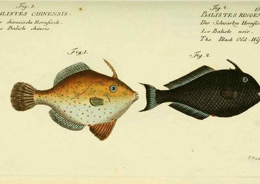 Reproducción/Reproduction 49825977916: D. Marcus Elieser Bloch's, ausübenden Arztes zu Berlin ... Oeconomische Naturgeschichte der Fische Deutschlands .... Berlin :Auf Kosten des Verfassers und in Commission bei dem Buchhändler Hr. Hesse,1782-1795.. 