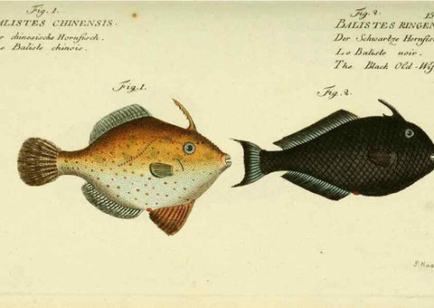 Reproducción/Reproduction 49825977916: D. Marcus Elieser Bloch's, ausübenden Arztes zu Berlin ... Oeconomische Naturgeschichte der Fische Deutschlands .... Berlin :Auf Kosten des Verfassers und in Commission bei dem Buchhändler Hr. Hesse,1782-1795.. 