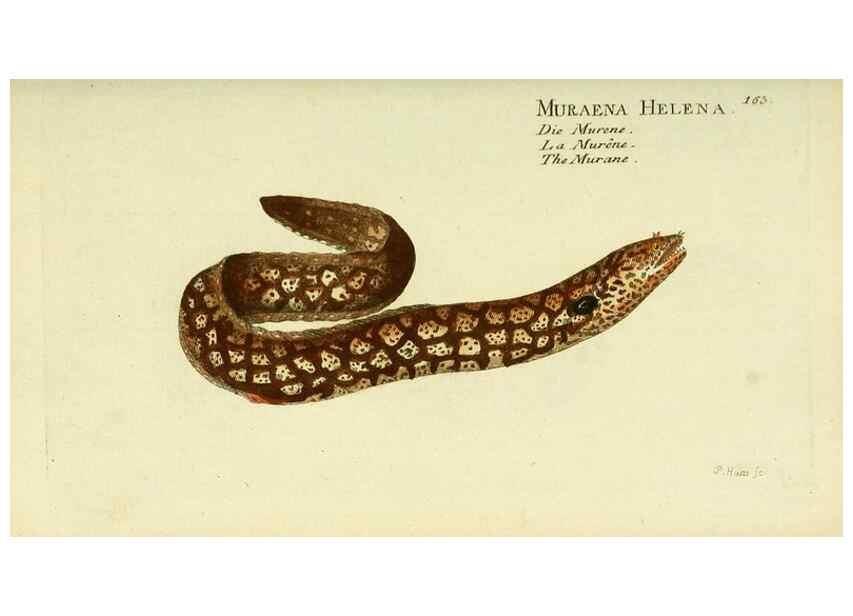 Reproducción/Reproduction 49825978221: D. Marcus Elieser Bloch's, ausübenden Arztes zu Berlin ... Oeconomische Naturgeschichte der Fische Deutschlands .... Berlin :Auf Kosten des Verfassers und in Commission bei dem Buchhändler Hr. Hesse,1782-1795.. 