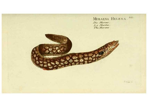 Reproducción/Reproduction 49825978221: D. Marcus Elieser Bloch's, ausübenden Arztes zu Berlin ... Oeconomische Naturgeschichte der Fische Deutschlands .... Berlin :Auf Kosten des Verfassers und in Commission bei dem Buchhändler Hr. Hesse,1782-1795.. 