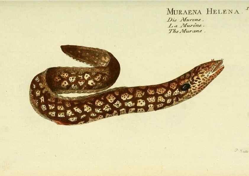 Reproducción/Reproduction 49825978221: D. Marcus Elieser Bloch's, ausübenden Arztes zu Berlin ... Oeconomische Naturgeschichte der Fische Deutschlands .... Berlin :Auf Kosten des Verfassers und in Commission bei dem Buchhändler Hr. Hesse,1782-1795.. 