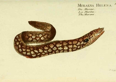 Reproducción/Reproduction 49825978221: D. Marcus Elieser Bloch's, ausübenden Arztes zu Berlin ... Oeconomische Naturgeschichte der Fische Deutschlands .... Berlin :Auf Kosten des Verfassers und in Commission bei dem Buchhändler Hr. Hesse,1782-1795.. 