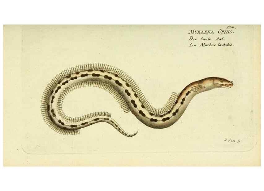 Reproducción/Reproduction 49826296302: D. Marcus Elieser Bloch's, ausübenden Arztes zu Berlin ... Oeconomische Naturgeschichte der Fische Deutschlands .... Berlin :Auf Kosten des Verfassers und in Commission bei dem Buchhändler Hr. Hesse,1782-1795.. 