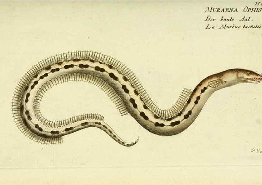 Reproducción/Reproduction 49826296302: D. Marcus Elieser Bloch's, ausübenden Arztes zu Berlin ... Oeconomische Naturgeschichte der Fische Deutschlands .... Berlin :Auf Kosten des Verfassers und in Commission bei dem Buchhändler Hr. Hesse,1782-1795.. 