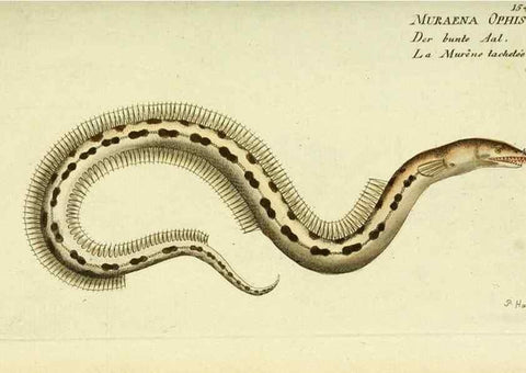 Reproducción/Reproduction 49826296302: D. Marcus Elieser Bloch's, ausübenden Arztes zu Berlin ... Oeconomische Naturgeschichte der Fische Deutschlands .... Berlin :Auf Kosten des Verfassers und in Commission bei dem Buchhändler Hr. Hesse,1782-1795.. 