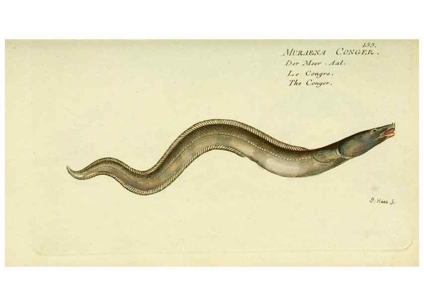 Reproducción/Reproduction 49825979346: D. Marcus Elieser Bloch's, ausübenden Arztes zu Berlin ... Oeconomische Naturgeschichte der Fische Deutschlands .... Berlin :Auf Kosten des Verfassers und in Commission bei dem Buchhändler Hr. Hesse,1782-1795.. 