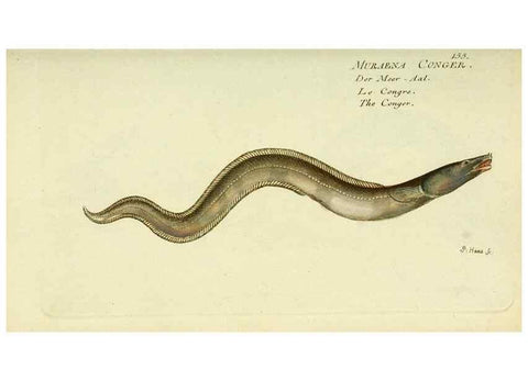 Reproducción/Reproduction 49825979346: D. Marcus Elieser Bloch's, ausübenden Arztes zu Berlin ... Oeconomische Naturgeschichte der Fische Deutschlands .... Berlin :Auf Kosten des Verfassers und in Commission bei dem Buchhändler Hr. Hesse,1782-1795.. 