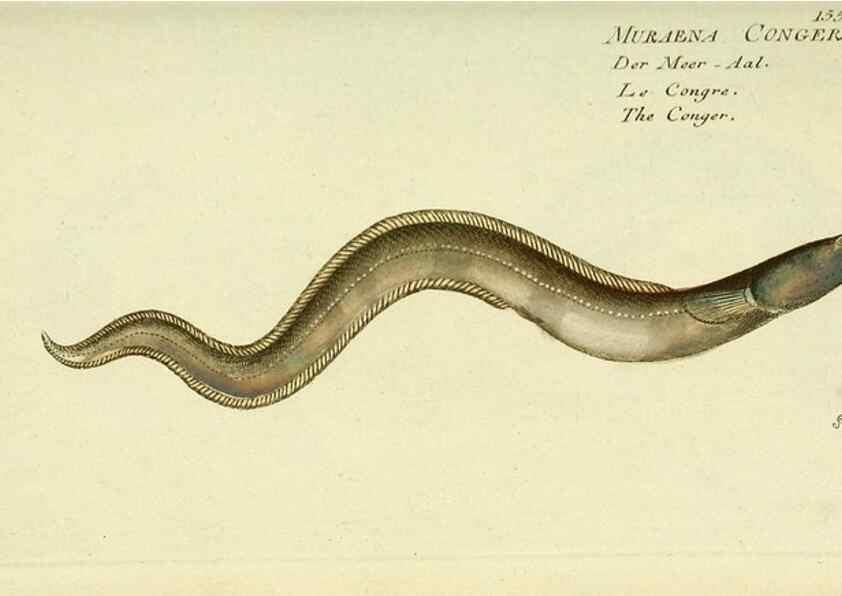 Reproducción/Reproduction 49825979346: D. Marcus Elieser Bloch's, ausübenden Arztes zu Berlin ... Oeconomische Naturgeschichte der Fische Deutschlands .... Berlin :Auf Kosten des Verfassers und in Commission bei dem Buchhändler Hr. Hesse,1782-1795.. 