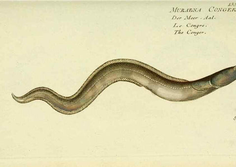 Reproducción/Reproduction 49825979346: D. Marcus Elieser Bloch's, ausübenden Arztes zu Berlin ... Oeconomische Naturgeschichte der Fische Deutschlands .... Berlin :Auf Kosten des Verfassers und in Commission bei dem Buchhändler Hr. Hesse,1782-1795.. 