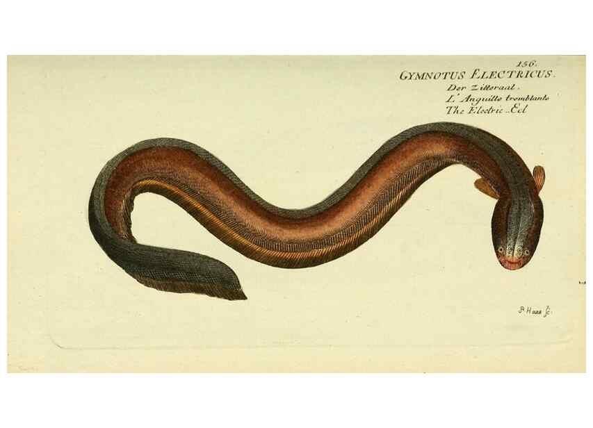 Reproducción/Reproduction 49825446688: D. Marcus Elieser Bloch's, ausübenden Arztes zu Berlin ... Oeconomische Naturgeschichte der Fische Deutschlands .... Berlin :Auf Kosten des Verfassers und in Commission bei dem Buchhändler Hr. Hesse,1782-1795.. 