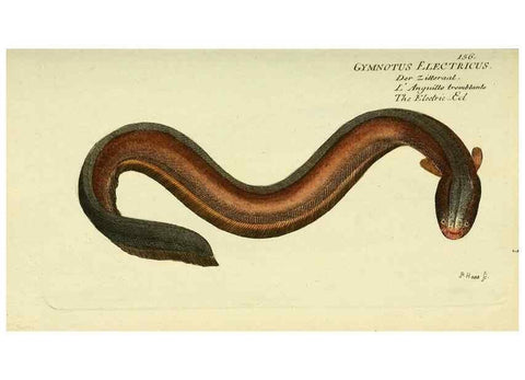 Reproducción/Reproduction 49825446688: D. Marcus Elieser Bloch's, ausübenden Arztes zu Berlin ... Oeconomische Naturgeschichte der Fische Deutschlands .... Berlin :Auf Kosten des Verfassers und in Commission bei dem Buchhändler Hr. Hesse,1782-1795.. 