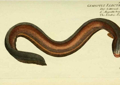 Reproducción/Reproduction 49825446688: D. Marcus Elieser Bloch's, ausübenden Arztes zu Berlin ... Oeconomische Naturgeschichte der Fische Deutschlands .... Berlin :Auf Kosten des Verfassers und in Commission bei dem Buchhändler Hr. Hesse,1782-1795.. 