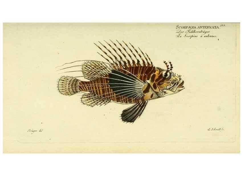 Reproducción/Reproduction 49825992561: D. Marcus Elieser Bloch's, ausübenden Arztes zu Berlin ... Oeconomische Naturgeschichte der Fische Deutschlands .... Berlin :Auf Kosten des Verfassers und in Commission bei dem Buchhändler Hr. Hesse,1782-1795.. 
