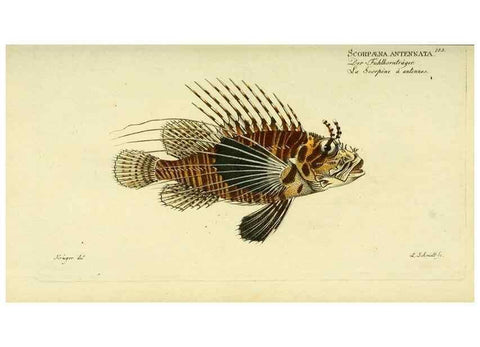 Reproducción/Reproduction 49825992561: D. Marcus Elieser Bloch's, ausübenden Arztes zu Berlin ... Oeconomische Naturgeschichte der Fische Deutschlands .... Berlin :Auf Kosten des Verfassers und in Commission bei dem Buchhändler Hr. Hesse,1782-1795.. 
