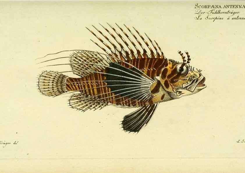 Reproducción/Reproduction 49825992561: D. Marcus Elieser Bloch's, ausübenden Arztes zu Berlin ... Oeconomische Naturgeschichte der Fische Deutschlands .... Berlin :Auf Kosten des Verfassers und in Commission bei dem Buchhändler Hr. Hesse,1782-1795.. 