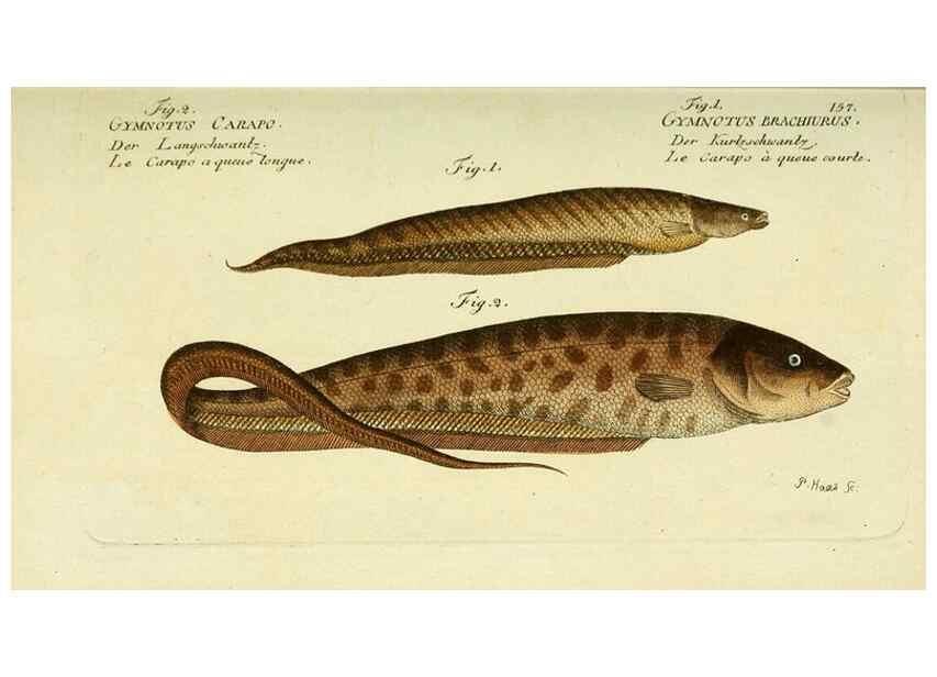 Reproducción/Reproduction 49825447143: D. Marcus Elieser Bloch's, ausübenden Arztes zu Berlin ... Oeconomische Naturgeschichte der Fische Deutschlands .... Berlin :Auf Kosten des Verfassers und in Commission bei dem Buchhändler Hr. Hesse,1782-1795.. 