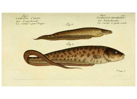 Reproducción/Reproduction 49825447143: D. Marcus Elieser Bloch's, ausübenden Arztes zu Berlin ... Oeconomische Naturgeschichte der Fische Deutschlands .... Berlin :Auf Kosten des Verfassers und in Commission bei dem Buchhändler Hr. Hesse,1782-1795.. 