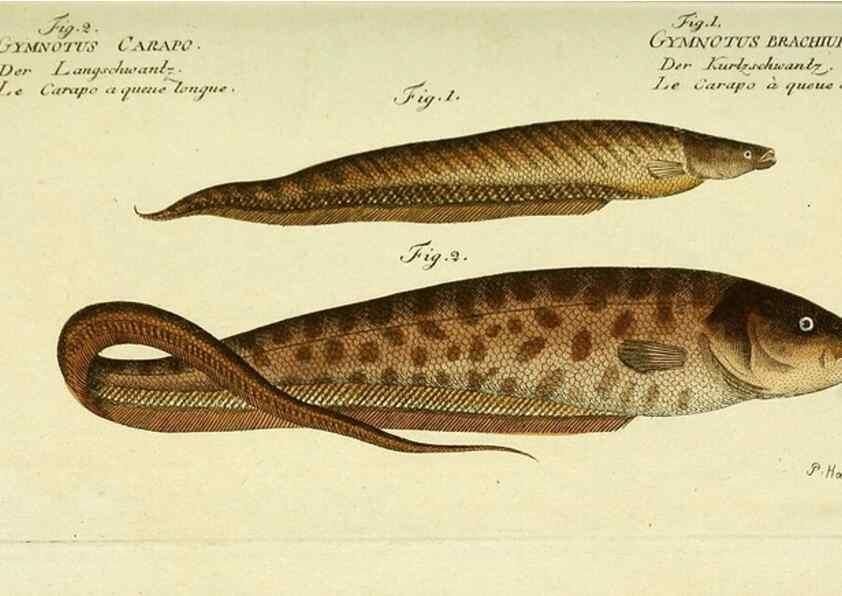 Reproducción/Reproduction 49825447143: D. Marcus Elieser Bloch's, ausübenden Arztes zu Berlin ... Oeconomische Naturgeschichte der Fische Deutschlands .... Berlin :Auf Kosten des Verfassers und in Commission bei dem Buchhändler Hr. Hesse,1782-1795.. 