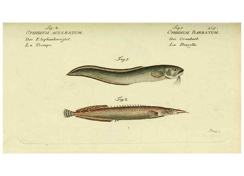 Reproducción/Reproduction 49826298837: D. Marcus Elieser Bloch's, ausübenden Arztes zu Berlin ... Oeconomische Naturgeschichte der Fische Deutschlands .... Berlin :Auf Kosten des Verfassers und in Commission bei dem Buchhändler Hr. Hesse,1782-1795.. 