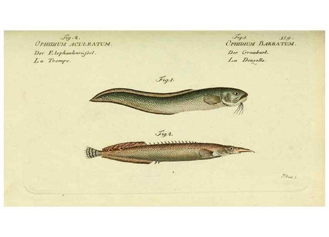 Reproducción/Reproduction 49826298837: D. Marcus Elieser Bloch's, ausübenden Arztes zu Berlin ... Oeconomische Naturgeschichte der Fische Deutschlands .... Berlin :Auf Kosten des Verfassers und in Commission bei dem Buchhändler Hr. Hesse,1782-1795.. 