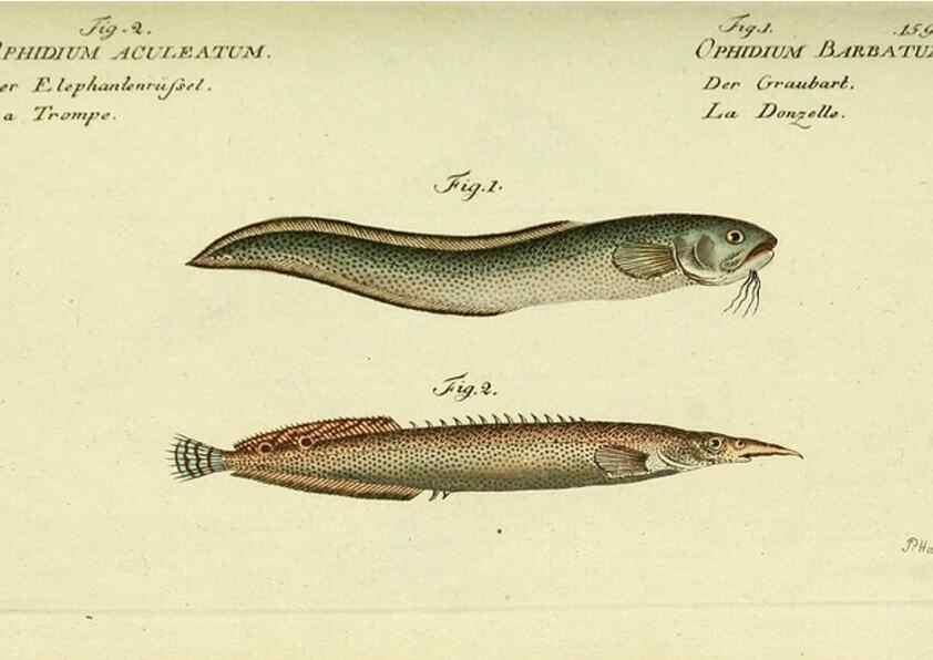 Reproducción/Reproduction 49826298837: D. Marcus Elieser Bloch's, ausübenden Arztes zu Berlin ... Oeconomische Naturgeschichte der Fische Deutschlands .... Berlin :Auf Kosten des Verfassers und in Commission bei dem Buchhändler Hr. Hesse,1782-1795.. 