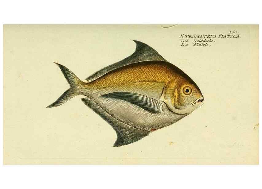 Reproducción/Reproduction 49825981751: D. Marcus Elieser Bloch's, ausübenden Arztes zu Berlin ... Oeconomische Naturgeschichte der Fische Deutschlands .... Berlin :Auf Kosten des Verfassers und in Commission bei dem Buchhändler Hr. Hesse,1782-1795.. 