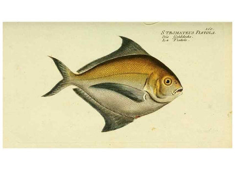 Reproducción/Reproduction 49825981751: D. Marcus Elieser Bloch's, ausübenden Arztes zu Berlin ... Oeconomische Naturgeschichte der Fische Deutschlands .... Berlin :Auf Kosten des Verfassers und in Commission bei dem Buchhändler Hr. Hesse,1782-1795.. 