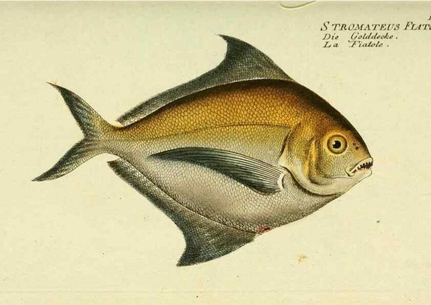 Reproducción/Reproduction 49825981751: D. Marcus Elieser Bloch's, ausübenden Arztes zu Berlin ... Oeconomische Naturgeschichte der Fische Deutschlands .... Berlin :Auf Kosten des Verfassers und in Commission bei dem Buchhändler Hr. Hesse,1782-1795.. 