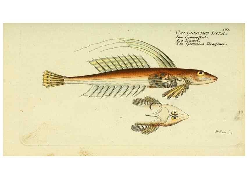 Reproducción/Reproduction 49825449113: D. Marcus Elieser Bloch's, ausübenden Arztes zu Berlin ... Oeconomische Naturgeschichte der Fische Deutschlands .... Berlin :Auf Kosten des Verfassers und in Commission bei dem Buchhändler Hr. Hesse,1782-1795.. 