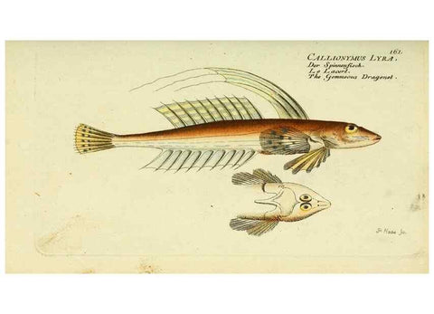 Reproducción/Reproduction 49825449113: D. Marcus Elieser Bloch's, ausübenden Arztes zu Berlin ... Oeconomische Naturgeschichte der Fische Deutschlands .... Berlin :Auf Kosten des Verfassers und in Commission bei dem Buchhändler Hr. Hesse,1782-1795.. 