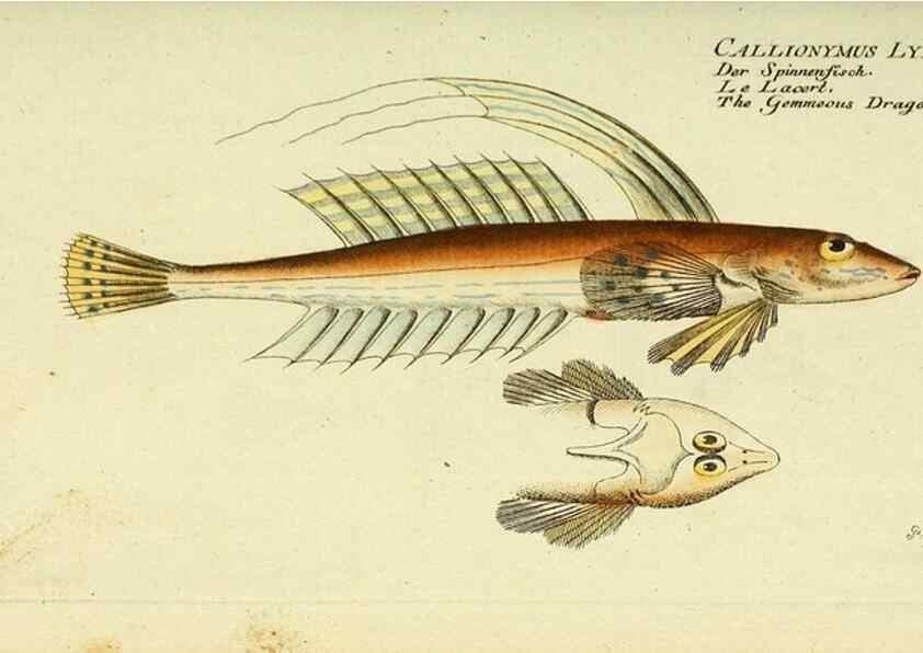 Reproducción/Reproduction 49825449113: D. Marcus Elieser Bloch's, ausübenden Arztes zu Berlin ... Oeconomische Naturgeschichte der Fische Deutschlands .... Berlin :Auf Kosten des Verfassers und in Commission bei dem Buchhändler Hr. Hesse,1782-1795.. 
