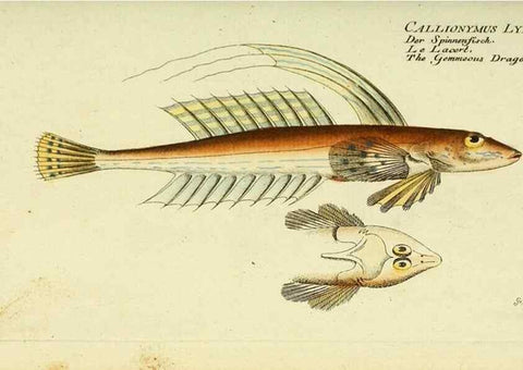 Reproducción/Reproduction 49825449113: D. Marcus Elieser Bloch's, ausübenden Arztes zu Berlin ... Oeconomische Naturgeschichte der Fische Deutschlands .... Berlin :Auf Kosten des Verfassers und in Commission bei dem Buchhändler Hr. Hesse,1782-1795.. 