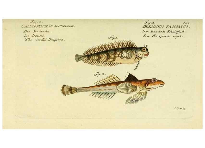 Reproducción/Reproduction 49825982681: D. Marcus Elieser Bloch's, ausübenden Arztes zu Berlin ... Oeconomische Naturgeschichte der Fische Deutschlands .... Berlin :Auf Kosten des Verfassers und in Commission bei dem Buchhändler Hr. Hesse,1782-1795.. 