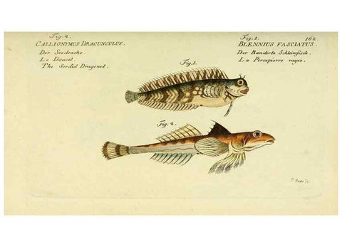Reproducción/Reproduction 49825982681: D. Marcus Elieser Bloch's, ausübenden Arztes zu Berlin ... Oeconomische Naturgeschichte der Fische Deutschlands .... Berlin :Auf Kosten des Verfassers und in Commission bei dem Buchhändler Hr. Hesse,1782-1795.. 