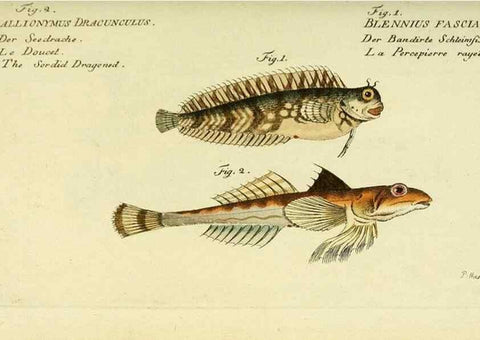 Reproducción/Reproduction 49825982681: D. Marcus Elieser Bloch's, ausübenden Arztes zu Berlin ... Oeconomische Naturgeschichte der Fische Deutschlands .... Berlin :Auf Kosten des Verfassers und in Commission bei dem Buchhändler Hr. Hesse,1782-1795.. 