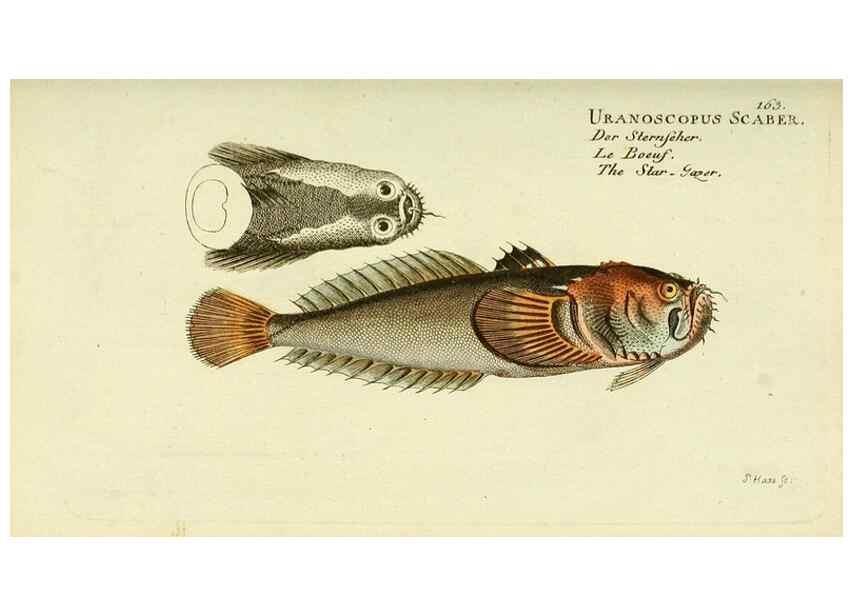 Reproducción/Reproduction 49825983046: D. Marcus Elieser Bloch's, ausübenden Arztes zu Berlin ... Oeconomische Naturgeschichte der Fische Deutschlands .... Berlin :Auf Kosten des Verfassers und in Commission bei dem Buchhändler Hr. Hesse,1782-1795.. 