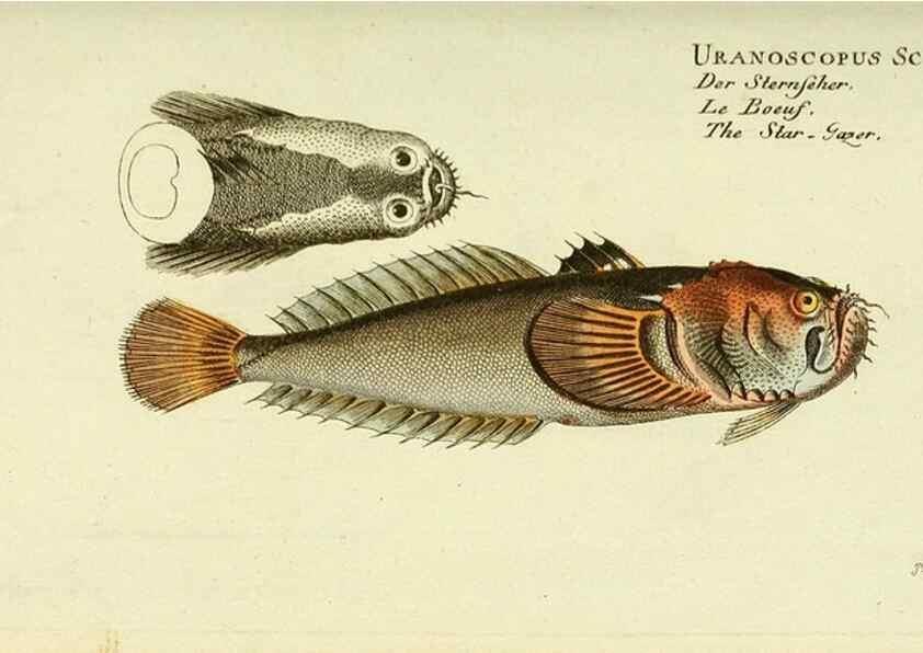 Reproducción/Reproduction 49825983046: D. Marcus Elieser Bloch's, ausübenden Arztes zu Berlin ... Oeconomische Naturgeschichte der Fische Deutschlands .... Berlin :Auf Kosten des Verfassers und in Commission bei dem Buchhändler Hr. Hesse,1782-1795.. 