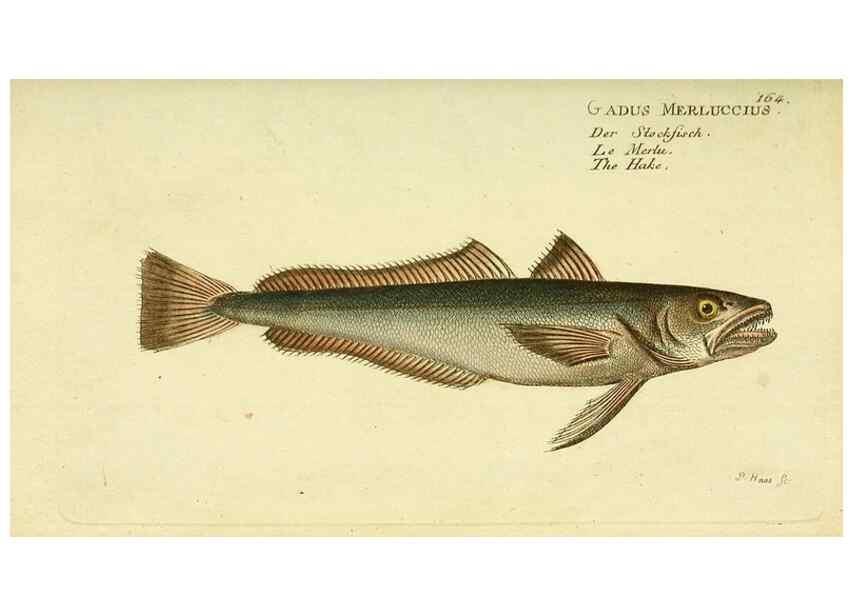 Reproducción/Reproduction 49826300712: D. Marcus Elieser Bloch's, ausübenden Arztes zu Berlin ... Oeconomische Naturgeschichte der Fische Deutschlands .... Berlin :Auf Kosten des Verfassers und in Commission bei dem Buchhändler Hr. Hesse,1782-1795.. 