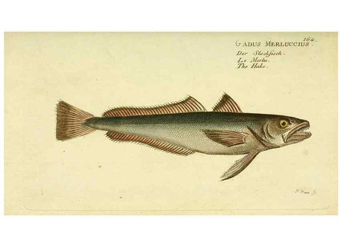 Reproducción/Reproduction 49826300712: D. Marcus Elieser Bloch's, ausübenden Arztes zu Berlin ... Oeconomische Naturgeschichte der Fische Deutschlands .... Berlin :Auf Kosten des Verfassers und in Commission bei dem Buchhändler Hr. Hesse,1782-1795.. 