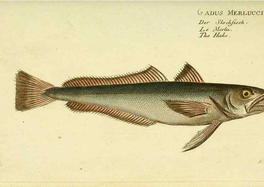 Reproducción/Reproduction 49826300712: D. Marcus Elieser Bloch's, ausübenden Arztes zu Berlin ... Oeconomische Naturgeschichte der Fische Deutschlands .... Berlin :Auf Kosten des Verfassers und in Commission bei dem Buchhändler Hr. Hesse,1782-1795.. 