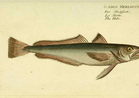 Reproducción/Reproduction 49826300712: D. Marcus Elieser Bloch's, ausübenden Arztes zu Berlin ... Oeconomische Naturgeschichte der Fische Deutschlands .... Berlin :Auf Kosten des Verfassers und in Commission bei dem Buchhändler Hr. Hesse,1782-1795.. 