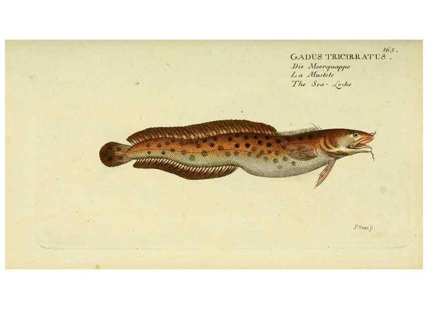 Reproducción/Reproduction 49826301142: D. Marcus Elieser Bloch's, ausübenden Arztes zu Berlin ... Oeconomische Naturgeschichte der Fische Deutschlands .... Berlin :Auf Kosten des Verfassers und in Commission bei dem Buchhändler Hr. Hesse,1782-1795.. 