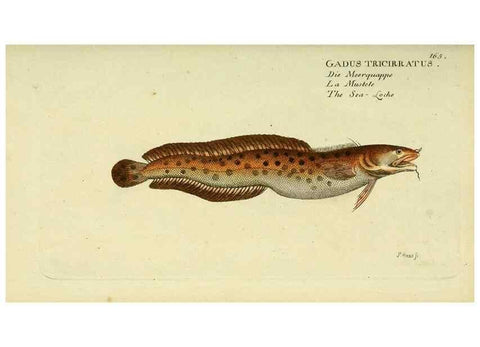 Reproducción/Reproduction 49826301142: D. Marcus Elieser Bloch's, ausübenden Arztes zu Berlin ... Oeconomische Naturgeschichte der Fische Deutschlands .... Berlin :Auf Kosten des Verfassers und in Commission bei dem Buchhändler Hr. Hesse,1782-1795.. 