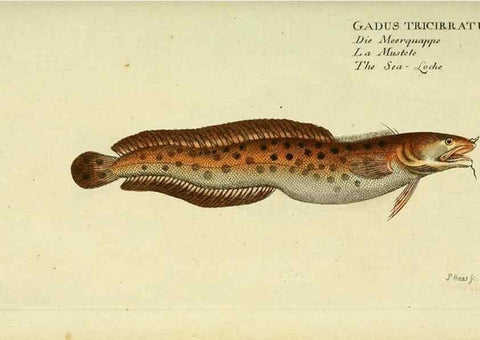 Reproducción/Reproduction 49826301142: D. Marcus Elieser Bloch's, ausübenden Arztes zu Berlin ... Oeconomische Naturgeschichte der Fische Deutschlands .... Berlin :Auf Kosten des Verfassers und in Commission bei dem Buchhändler Hr. Hesse,1782-1795.. 