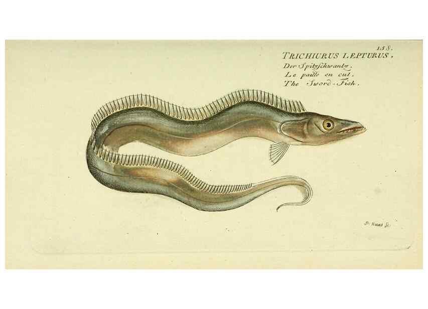 Reproducción/Reproduction 49825980851: D. Marcus Elieser Bloch's, ausübenden Arztes zu Berlin ... Oeconomische Naturgeschichte der Fische Deutschlands .... Berlin :Auf Kosten des Verfassers und in Commission bei dem Buchhändler Hr. Hesse,1782-1795.. 